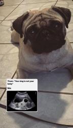 Reunited Male Dog last seen Darby St, Muscoy, CA 92407, USA, Muscoy, CA 92407