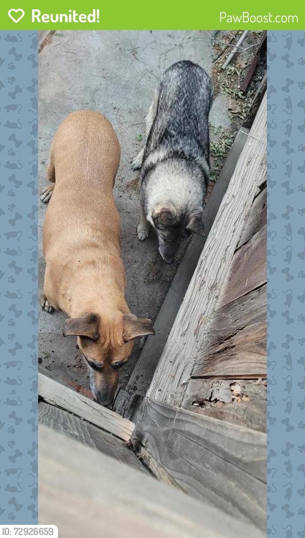 Reunited Unknown Dog last seen Spanish Broom and 25th Street East, Palmdale, CA 93550