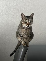 Lost Male Cat last seen  S Fundy Cir y e Lasalle pl, Aurora, CO 80013