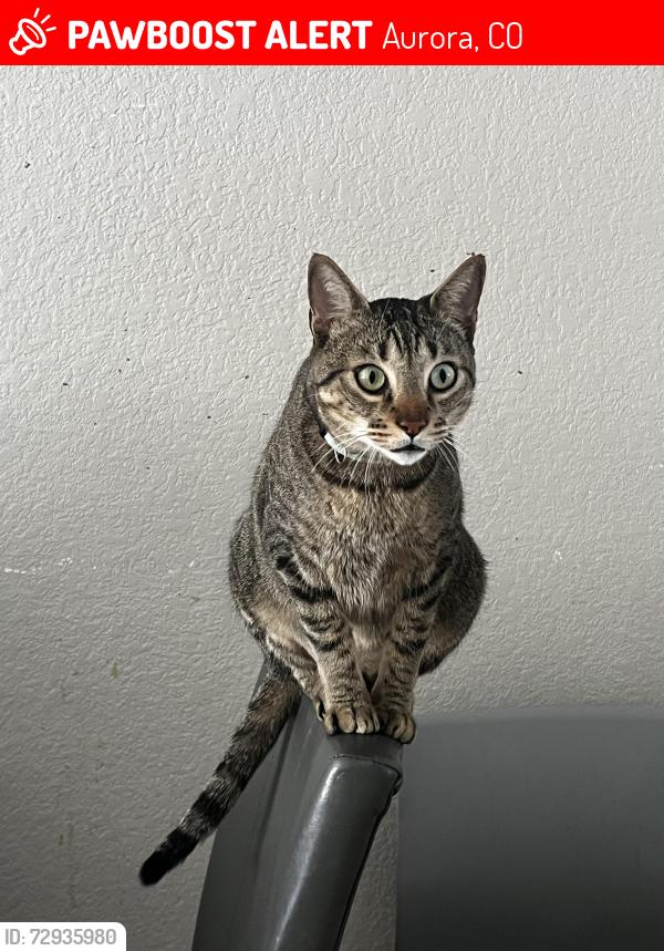 Lost Male Cat last seen S Fundy Cir y e Lasalle pl, Aurora, CO 80013