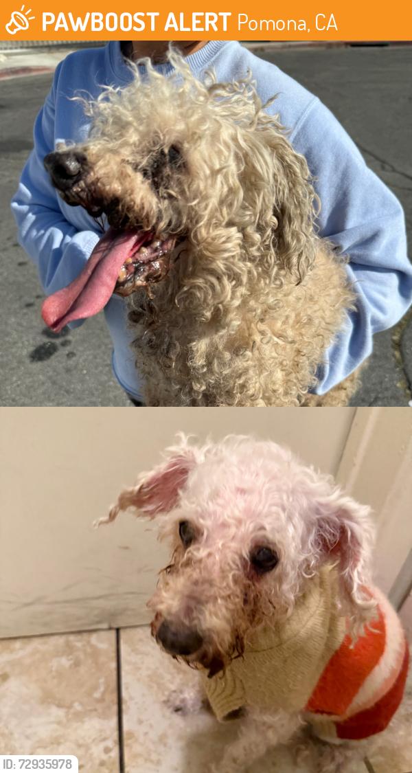 Found/Stray Male Dog last seen Clark and Holt, Pomona, CA 91767