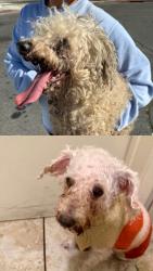 Found/Stray Male Dog last seen Clark and Holt, Pomona, CA 91767