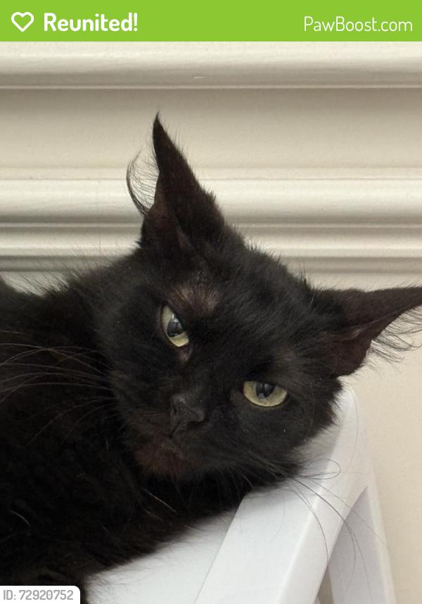 Reunited Female Cat last seen Near Winding Willow Dr, Pinehurst, TX 77362, USA, Pinehurst, TX 77362