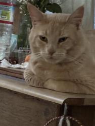 Reunited Male Cat last seen 148th, Lynnwood, WA 98087