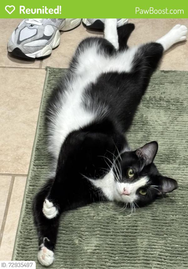 Reunited Male Cat last seen High Meadow Dr , Garland, TX 75040