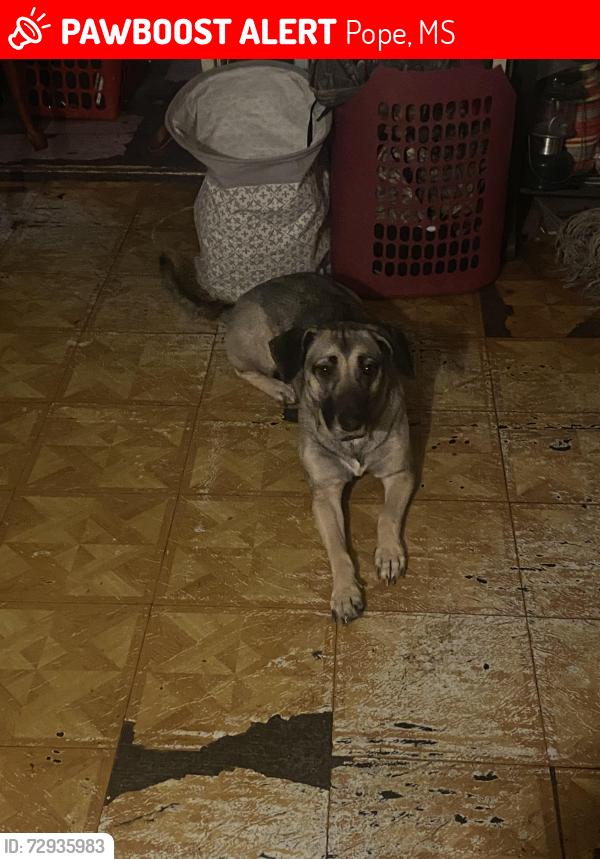 Lost Female Dog last seen highway 51, vassar road, Pope, MS 38658