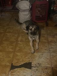 Lost Female Dog last seen highway 51, vassar road, Pope, MS 38658