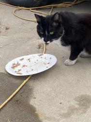 Found/Stray Unknown Cat last seen 10th and Alameda. Close to target. , Azusa, CA 91702