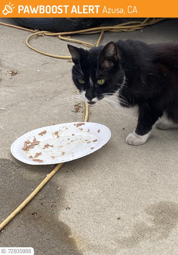 Found/Stray Unknown Cat last seen 10th and Alameda. Close to target. , Azusa, CA 91702