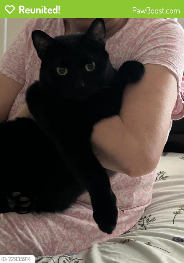 Reunited Male Cat last seen Near Linksman Ln, Katy, TX 77449, USA, Katy, TX 77449