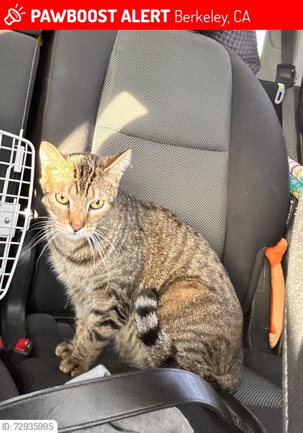 Lost Male Cat last seen 66th & Baker , Berkeley, CA 94702
