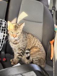 Lost Male Cat last seen 66th & Baker , Berkeley, CA 94702