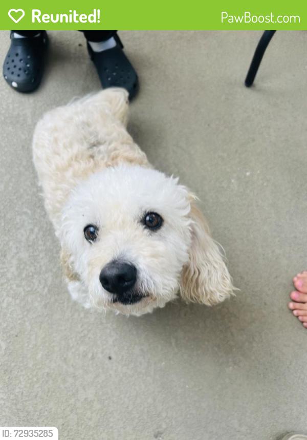 Reunited Unknown Dog last seen Sierra highway , Santa Clarita, CA 91387