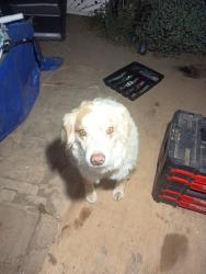 Reunited Female Dog last seen Near River Rd, Perris, CA 92570, USA, Perris, CA 92570