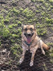 Reunited Female Dog last seen East Little York / hmstd, Houston, TX, USA, Houston, TX 77016