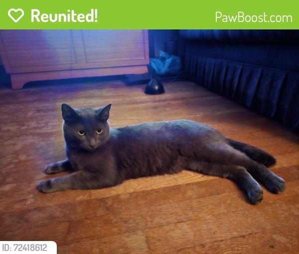 Reunited Male Cat last seen Old Charlotte Rd and Barbee Rd, Concord, NC 28027