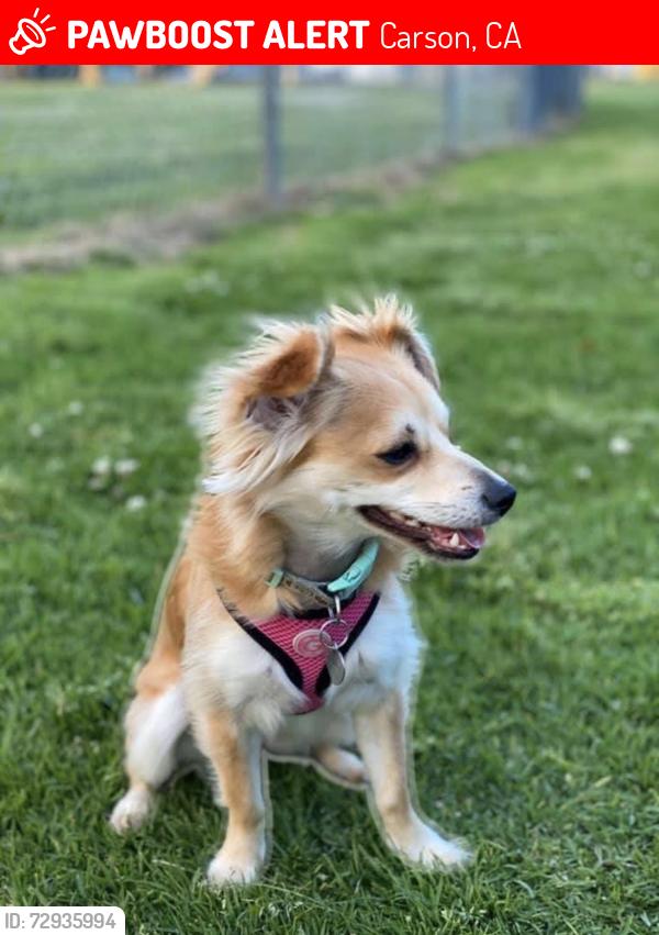 Lost Female Dog last seen Island Ave and Lomita Ave, Carson, CA 90745