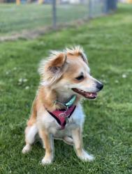 Lost Female Dog last seen Island Ave and Lomita Ave, Carson, CA 90745