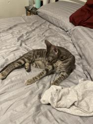 Reunited Female Cat last seen Close to cape view elementary, the apmt complexes , Cape Canaveral, FL 32920