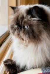 Lost Male Cat last seen Western sky Blvd and cloudmore ln, Elgin, TX 78621