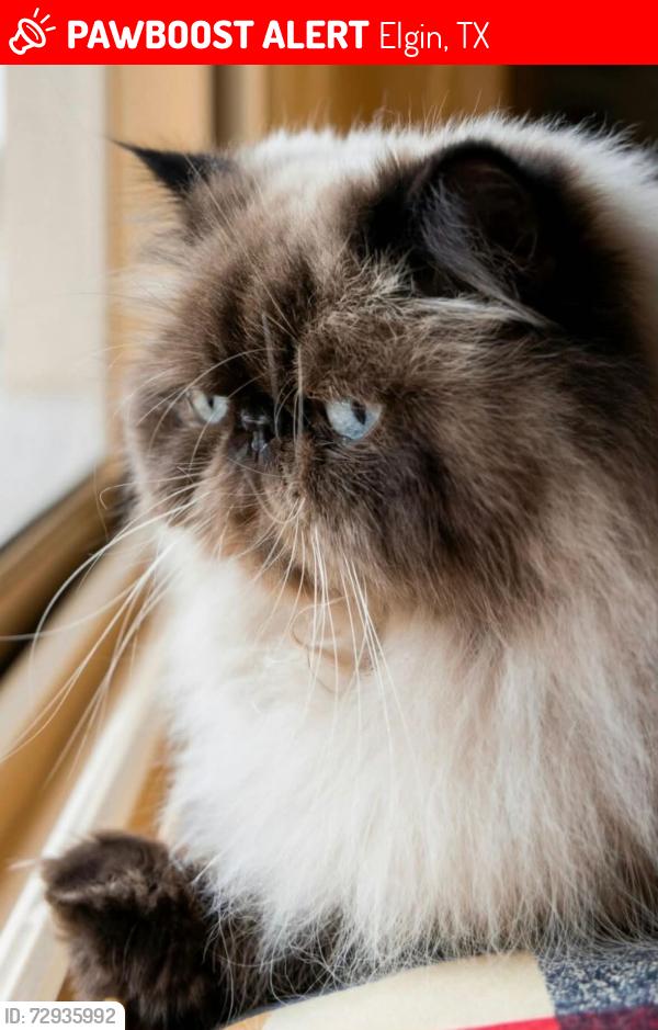 Lost Male Cat last seen Western sky Blvd and cloudmore ln, Elgin, TX 78621