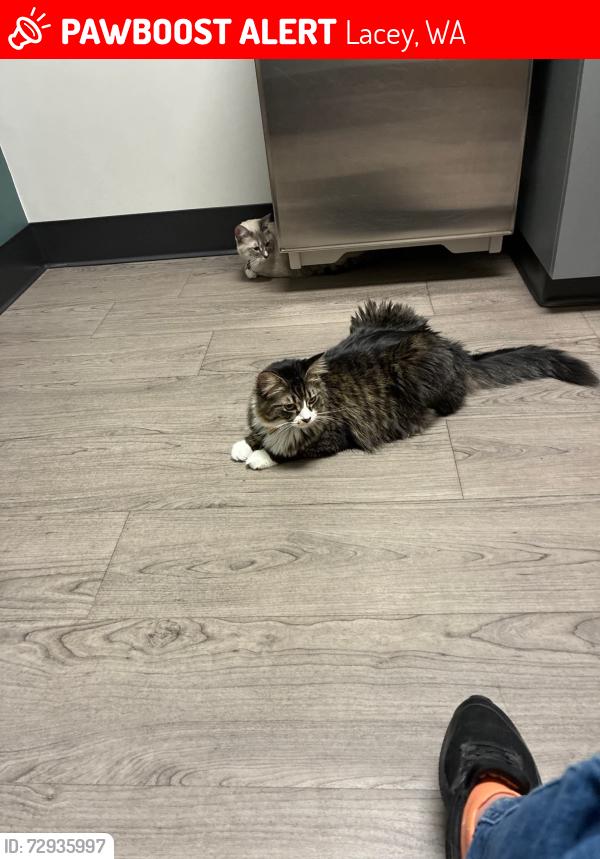 Lost Male Cat last seen Stone and 71st street Lacey, Lacey, WA 98513