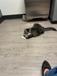 Lost Male Cat last seen Stone and 71st street Lacey, Lacey, WA 98513