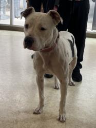 Shelter Stray Female Dog last seen , San Pedro, CA 90731