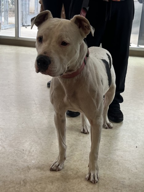 Shelter Stray Female Dog last seen , San Pedro, CA 90731