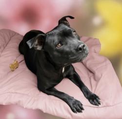 Shelter Stray Female Dog last seen , San Pedro, CA 90731