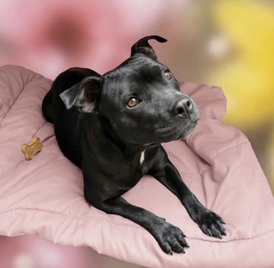 Shelter Stray Female Dog last seen , San Pedro, CA 90731