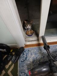 Found/Stray Unknown Cat last seen Kingston road &Celest, Toronto, ON M1E