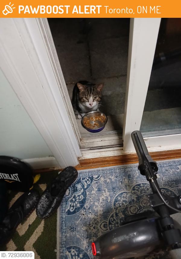 Found/Stray Unknown Cat last seen Kingston road &Celest, Toronto, ON M1E