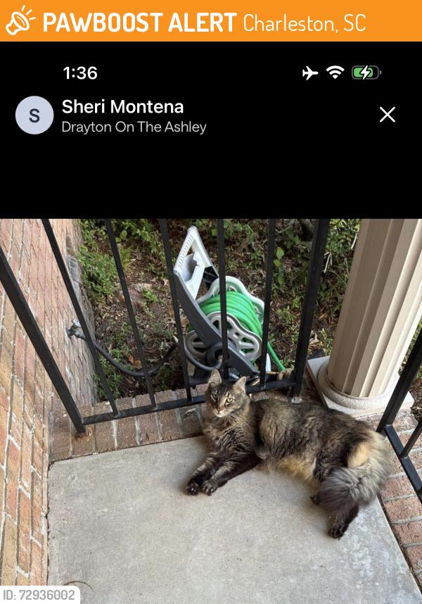 Found/Stray Female Cat last seen Drayton on the Ashley , Charleston, SC 29407