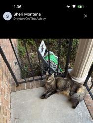 Found/Stray Female Cat last seen Drayton on the Ashley , Charleston, SC 29407