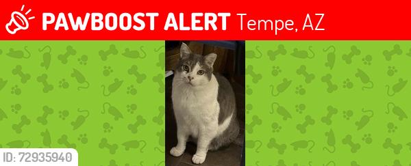 Lost Female Cat last seen E. Southern Ave. & S. Butte Ave., Tempe, AZ 85282