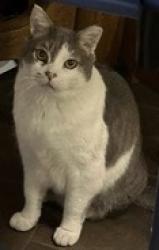 Lost Female Cat last seen E. Southern Ave. & S. Butte Ave., Tempe, AZ 85282