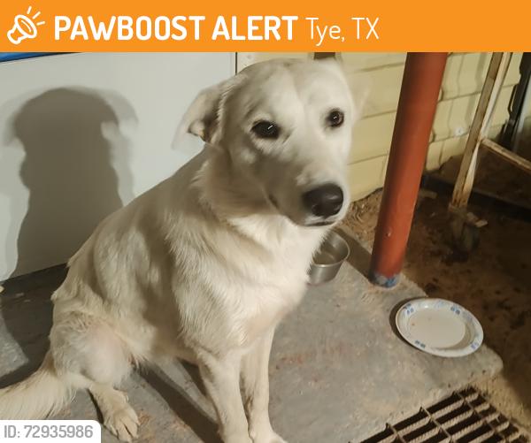 Found/Stray Female Dog last seen Spinks road & I-20, Tye, TX 79563