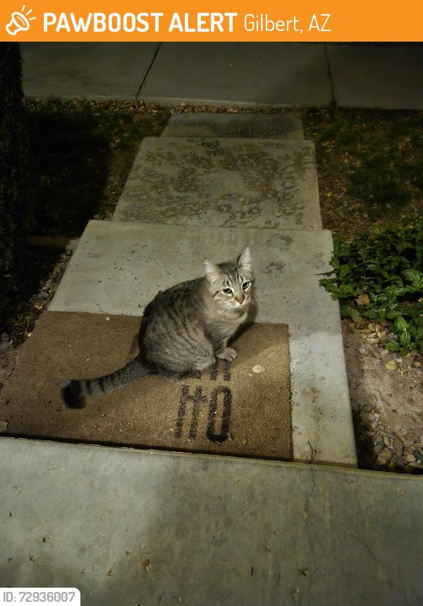 Found/Stray Unknown Cat last seen vest and recker, Gilbert, AZ 85295