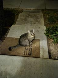 Found/Stray Unknown Cat last seen vest and recker, Gilbert, AZ 85295