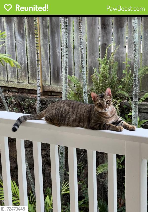 Reunited Male Cat last seen Keolu Hills, Kailua, HI 96734