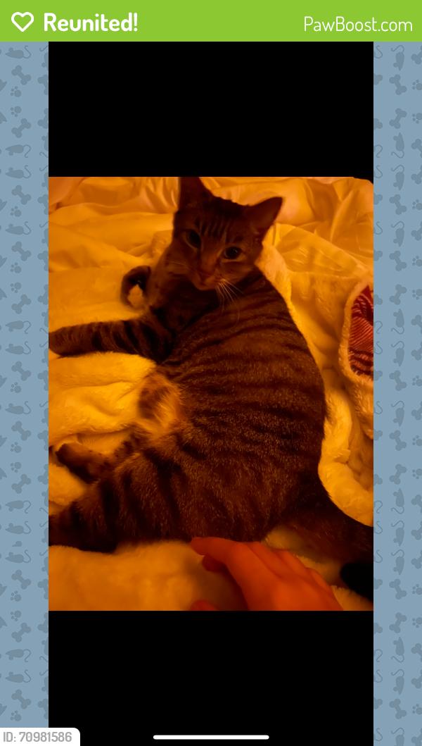 Reunited Female Cat last seen golden given road, Tacoma, WA 98445