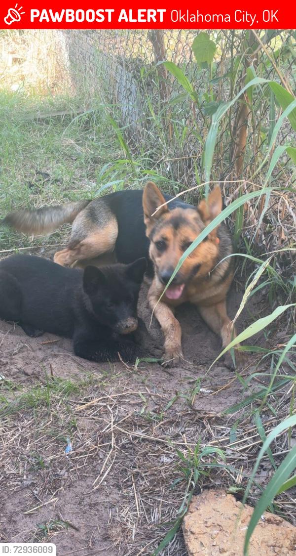 Lost Male Dog last seen Sw 29th and May , Oklahoma City, OK 73119