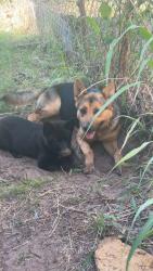 Lost Male Dog last seen Sw 29th and May , Oklahoma City, OK 73119