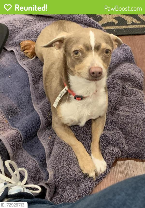 Reunited Male Dog last seen Grand Ave and Sacramento Ave., Spring Valley, CA 91977
