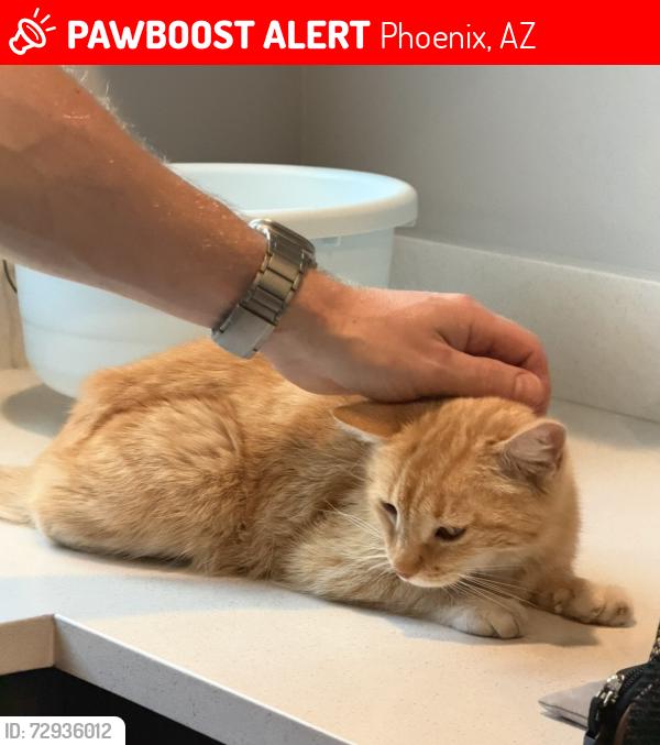 Lost Female Cat last seen Virginia and 47 street, Phoenix, AZ 85008