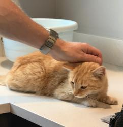 Lost Female Cat last seen Virginia and 47 street, Phoenix, AZ 85008