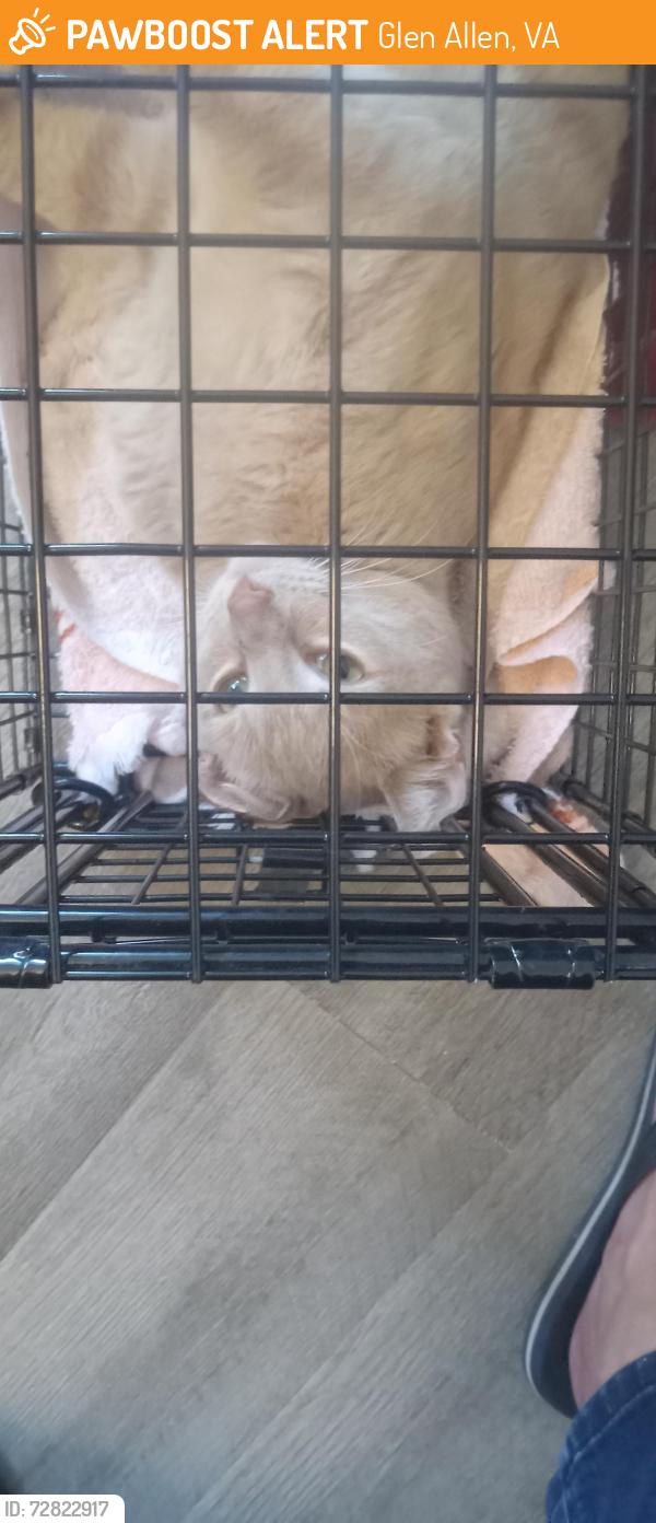 Found/Stray Male Cat last seen Fountain Square Shopping Center, Glen Allen, VA 23060