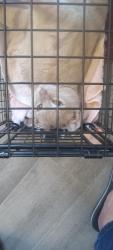 Found/Stray Male Cat last seen Fountain Square Shopping Center, Glen Allen, VA 23060