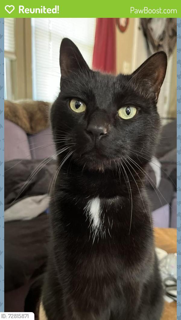 Reunited Male Cat last seen Thornton heights neighborhood, South Portland, ME 04106